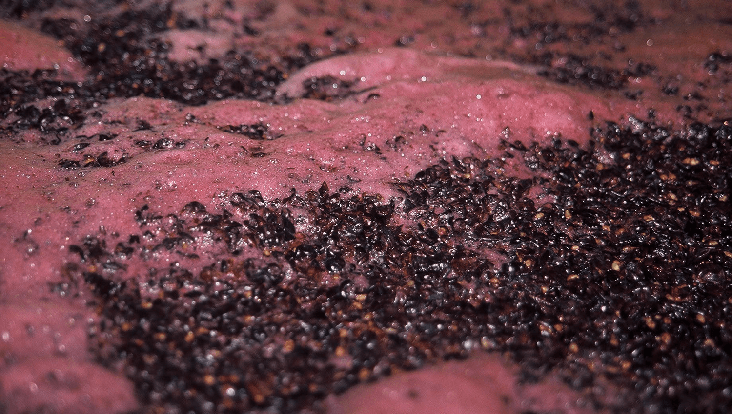 fermentation vat pinot noir