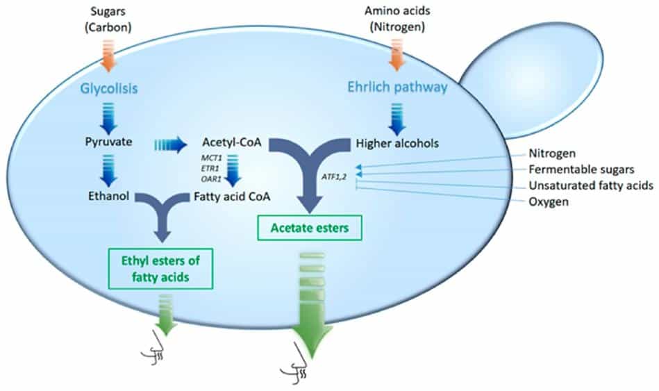 Fermentation Ester Synthesis Pathways