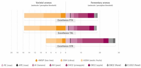 Fig 6 Varietal and fermentary aromas by yeast strain