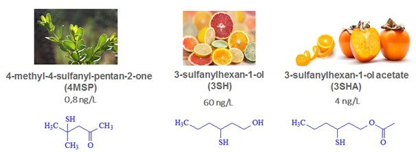 Fig 1 Varietal Aroma Compounds