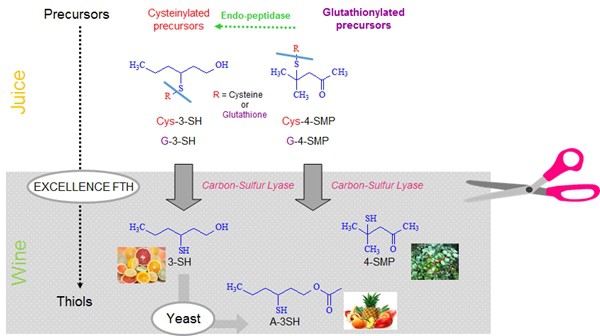 Fig 2 Yeast Conversion