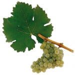 sauvignon blanc grapes winemaking