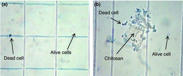 Adsorption of Brettanomyces by chitosan