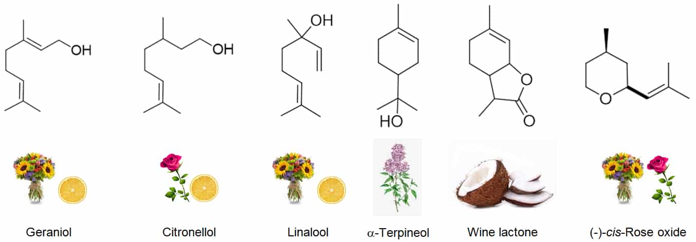 Figure 1 Examples of some of the terpenes found in wine