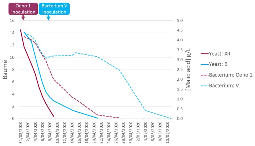 Figure 3 The kinetics of parallel fermentations conducted in 2020 using different winemaking protocols on common fruit