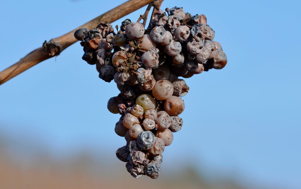 grapes-Botrytis_body